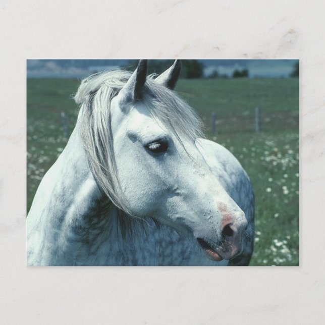 Carte Postale Gris appâté dans un pâturage fleuri (Devant)