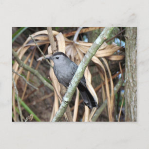 Carte postale Gris Catbird