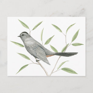 Carte Postale Gris Catbird Oiseau Art