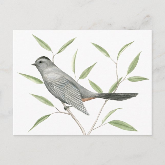 Carte Postale Gris Catbird Oiseau Art (Devant)