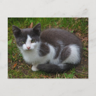 Carte Postale Gris Et Blanc Kitten