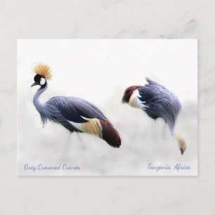 Carte Postale Gris Gris Crowne