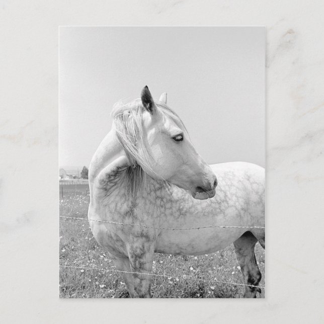 Carte Postale Gris tacheté au pâturage (Devant)