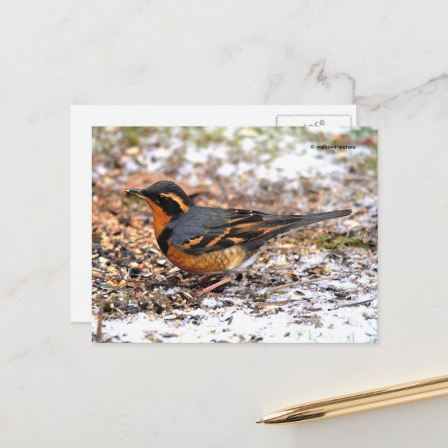 Carte Postale Grive à gorge grise oiseau chanteur époustouflant  (Devant/Arrière en situation)