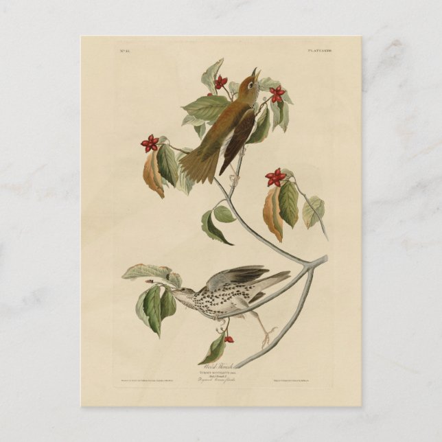 Carte Postale Grive de bois des oiseaux d'Amérique d'Audubon (Devant)