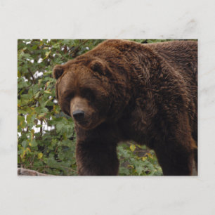 Carte Postale grizzli-ours-005