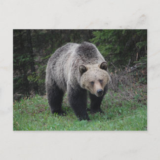 Carte Postale Grizzly Bear
