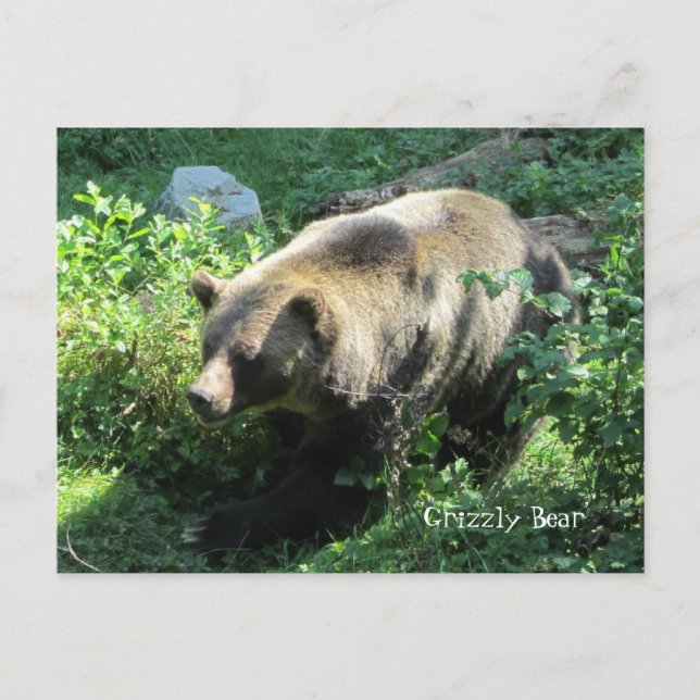 Carte Postale Grizzly Bear (Devant)