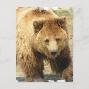 Carte postale Grizzly Bear
