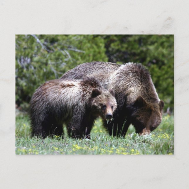 Carte postale Grizzly Bear et Cub (Devant)