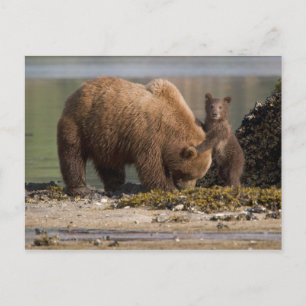 Carte Postale Grizzly Bear Mère avec un bébé sur une plage