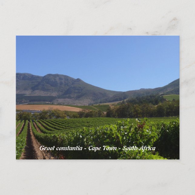 Carte Postale Groot Constantia - Le Cap - Afrique du Sud (Devant)