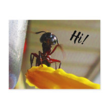 Gros charpentier Ant Want Bonjour