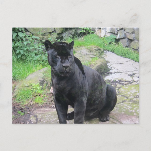 Carte Postale Gros chat Jaguar noir assis sur le rocher (Devant)