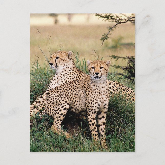 Carte Postale Gros Chats - 13 (Devant)