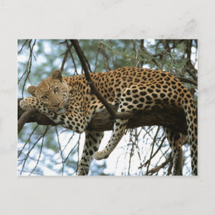 Carte Postale Gros Chats - 7