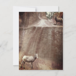 Carte Postale Gros mouton de corne