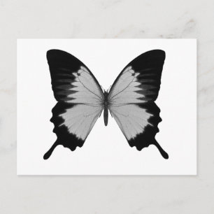 Carte Postale Gros Papillon gris et noir