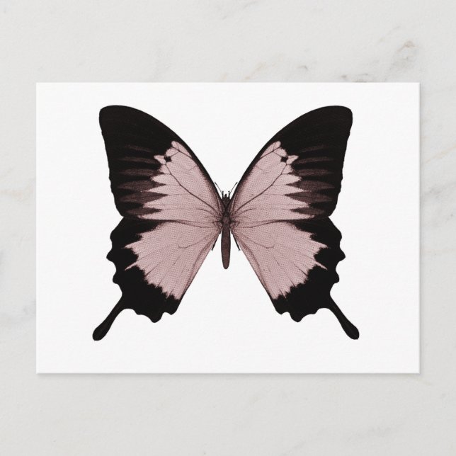 Carte Postale Gros Papillon rouge et noir (Devant)