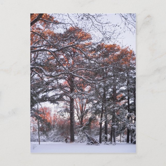Carte Postale Gros pins à neige au lever du soleil Photo d'hiver (Devant)