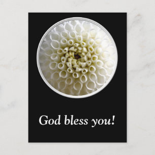 Carte Postale Gros plan Dahlia