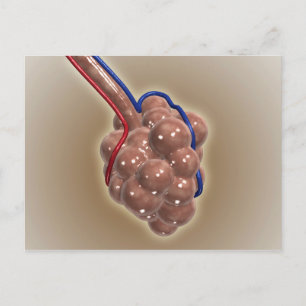 Carte Postale Gros Plan D'Alveolus