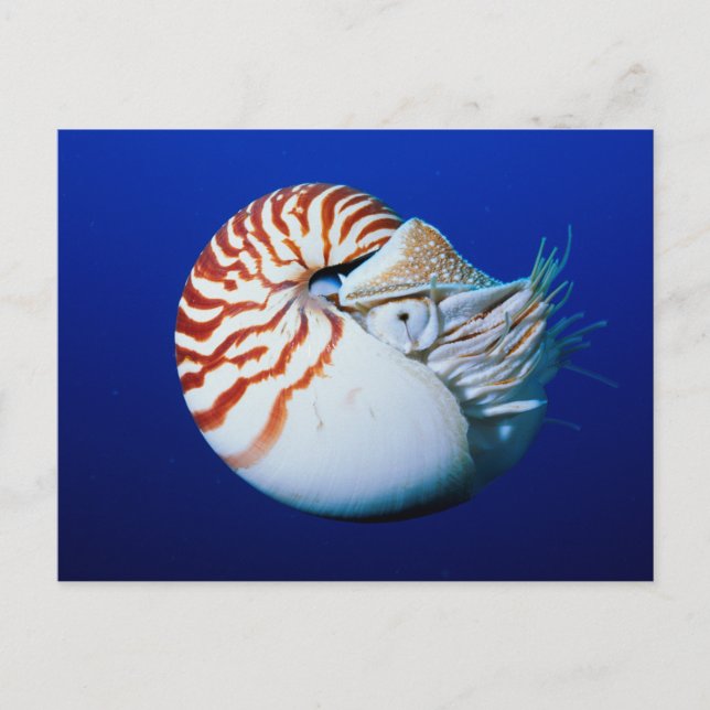 Carte Postale Gros Plan De Chambres Nautilus (Devant)