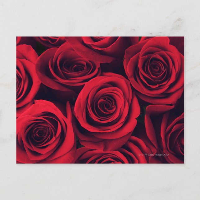 Carte Postale Gros plan de fleurs de rose rouge. (Devant)