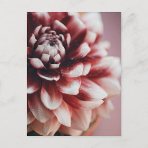 Carte Postale Gros plan de gouttes d'eau sur une fleur