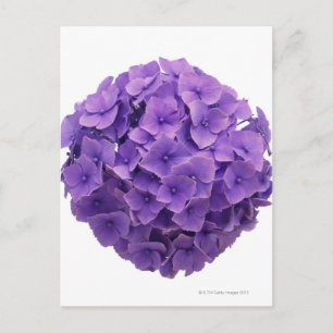 Carte Postale Gros plan de la balle d'Hydrangea