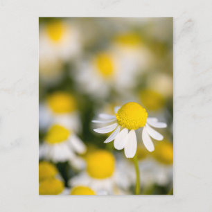 Carte Postale Gros plan de la fleur de chamomille, Hongrie