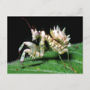 Carte Postale Gros plan de la mante Hottentot