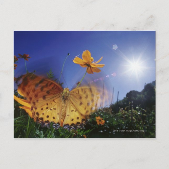 Carte Postale Gros plan de papillon, ailes de battant (Devant)