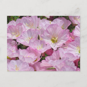 Carte postale - Gros plan de Primrose