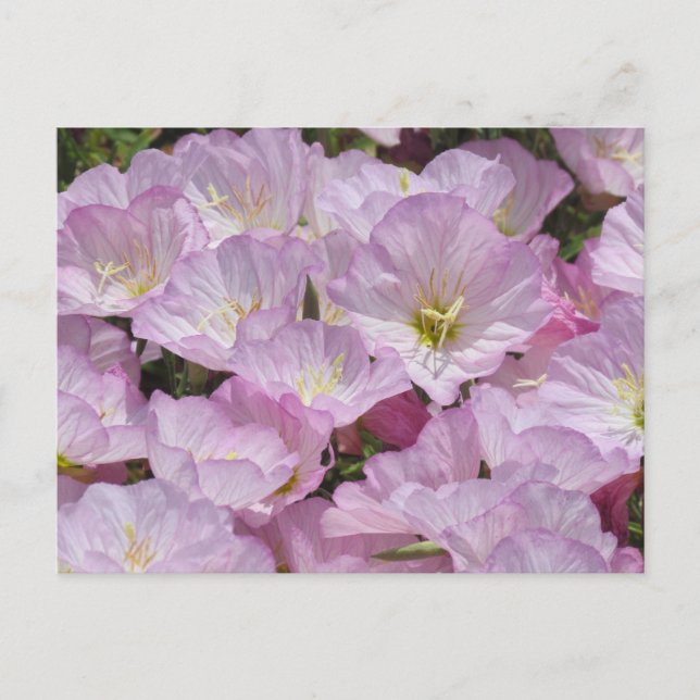 Carte postale - Gros plan de Primrose (Devant)