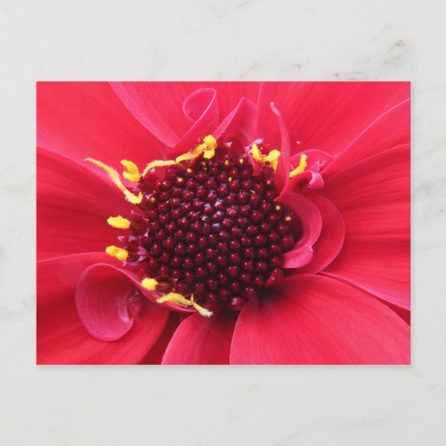 Carte Postale Gros plan de Red Dahlia (Devant)