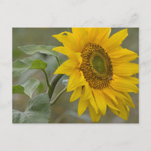 Carte Postale Gros plan de tournesol jaune vif photo CC0019