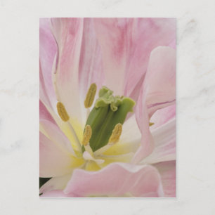 Carte Postale Gros plan de Tulip, Keukenhof Gardens, Lisse,