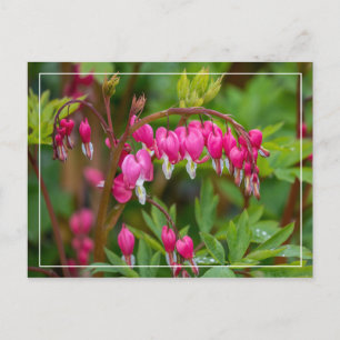 Carte Postale Gros plan des coeurs saignants du jour pluvieux