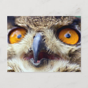 Carte Postale Gros plan des yeux du hibou aigle
