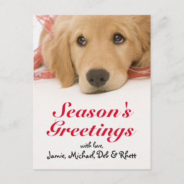 Carte Postale Gros plan du chiot Golden Retriever avec ruban (Devant)