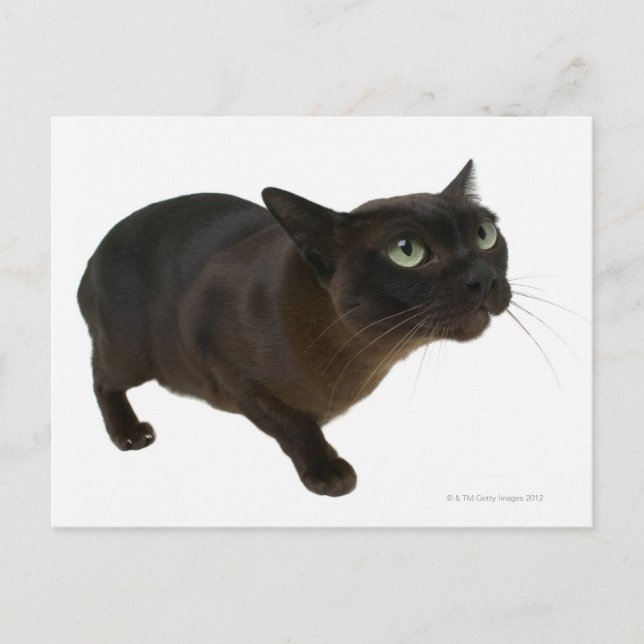 Carte Postale Gros plan d'un chat 2 (Devant)