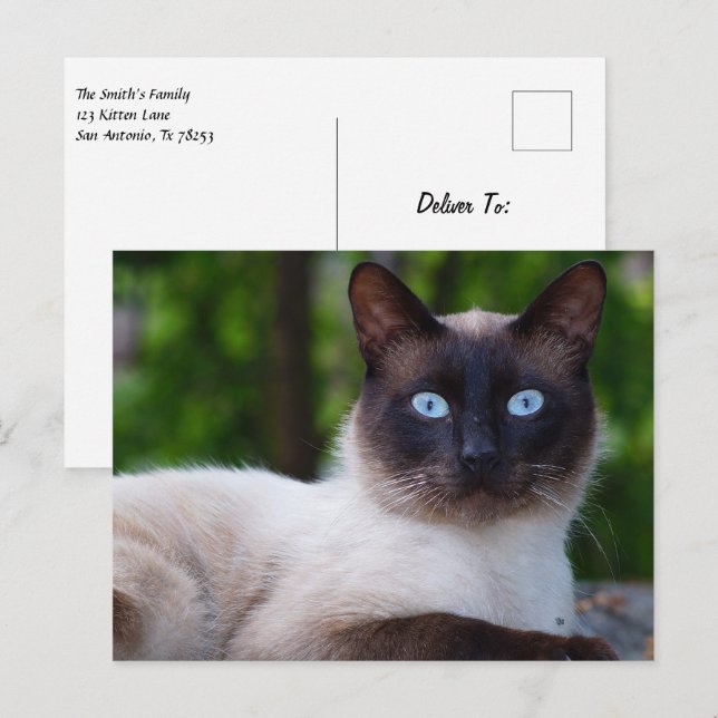 Carte Postale Gros plan d'un chat siamois aux yeux bleus (Devant / Derrière)
