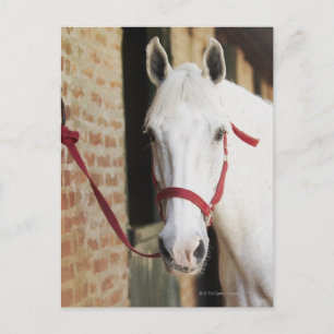 Carte Postale Gros plan d'un cheval 2