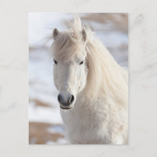 Carte Postale Gros plan d'un cheval islandais blanc