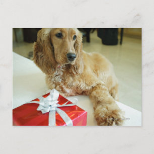 Carte Postale Gros plan d'un chien avec un cadeau