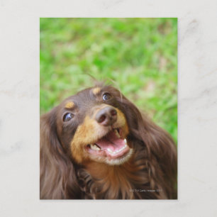 Carte Postale Gros plan d'un chien Dachshund