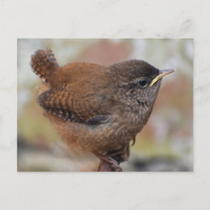Carte Postale Gros Plan D'Un Joli Jeune Wren