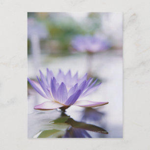 Carte Postale Gros plan d'un nénuphar violet flottant sur