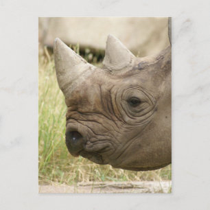 Carte Postale gros plan rhinocéros